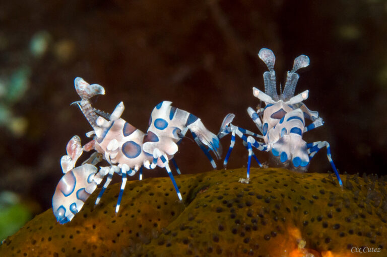 Underwater Tulamben