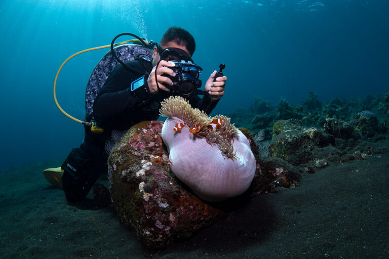 Dive Price and Courses