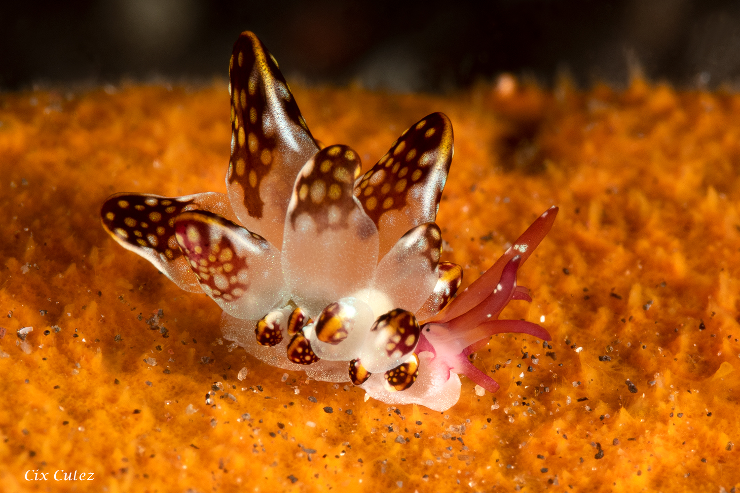 Marine life Bali