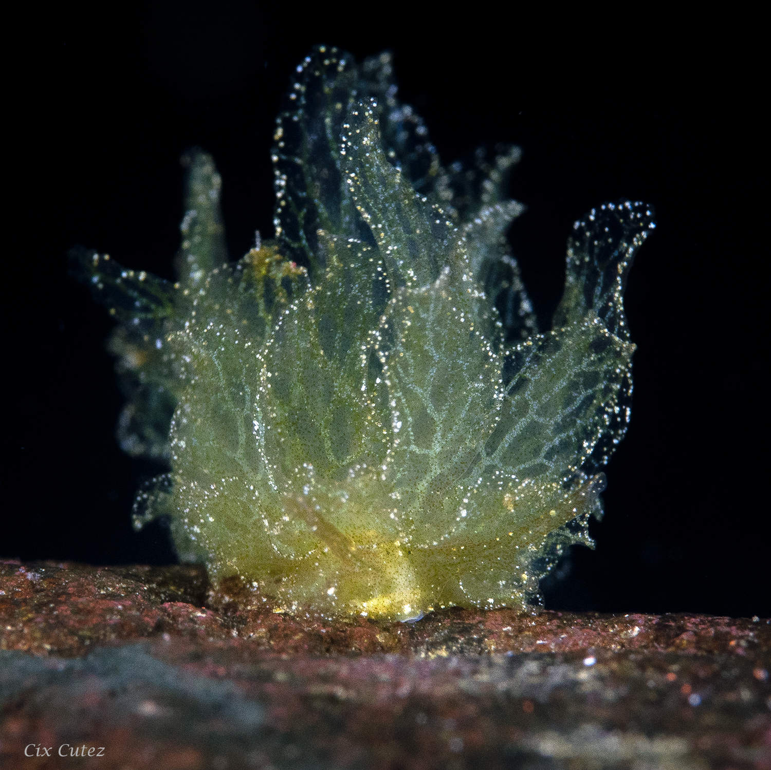 Diving Tulamben