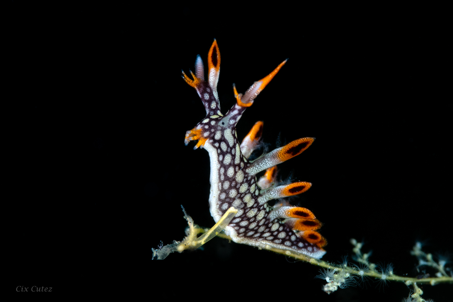 Liberty Wreck dive