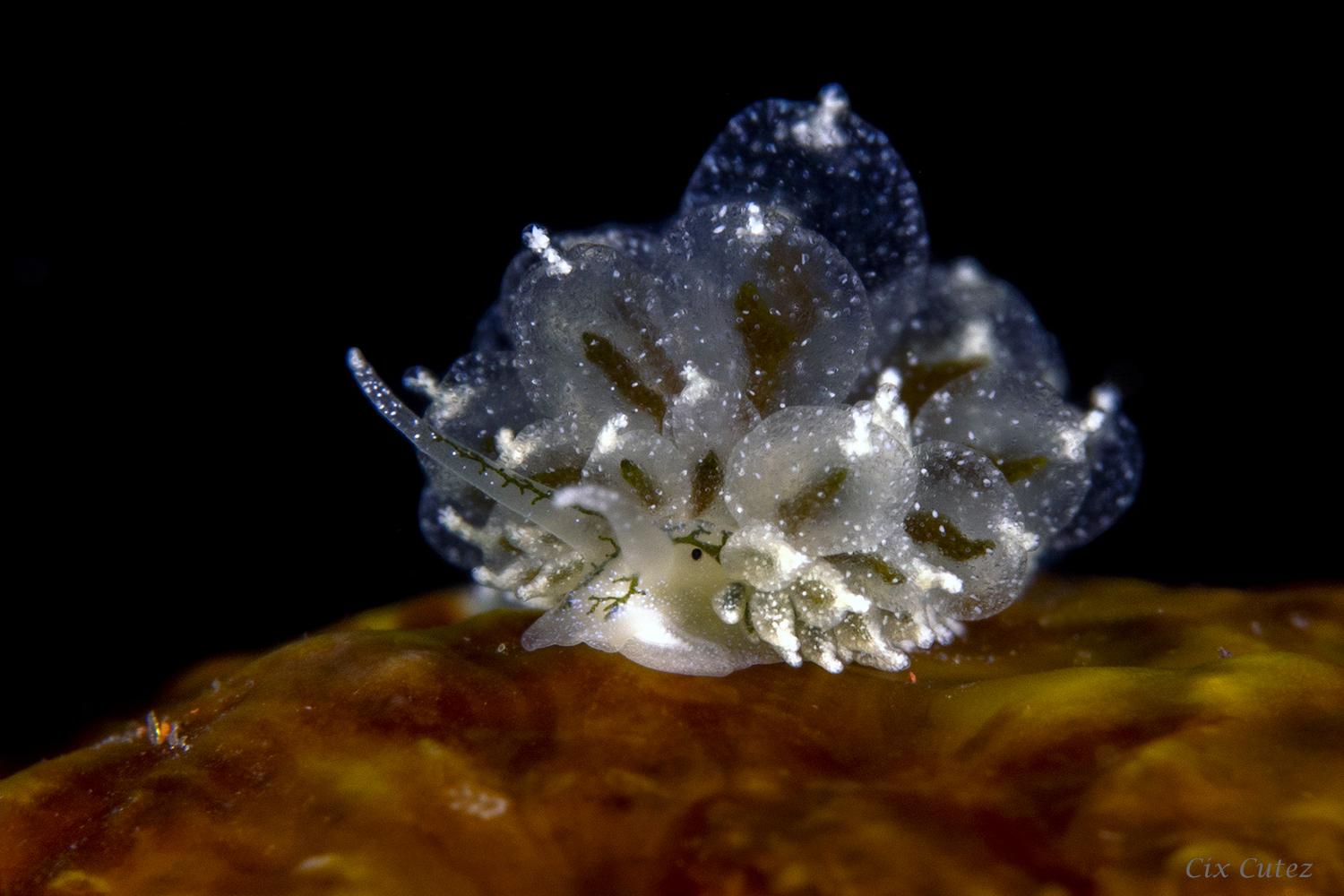 Underwater diving Tulamben